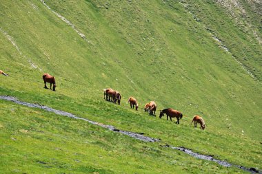 Yaz günü Pireneler 'in yeşil yamaçlarında otlayan at sürüsü..