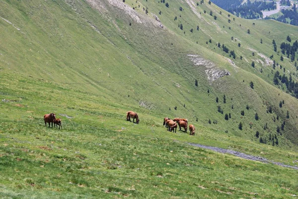 Herd Horses Grazing Green Slopes Pyrenees Mountains Summer Day — 스톡 사진