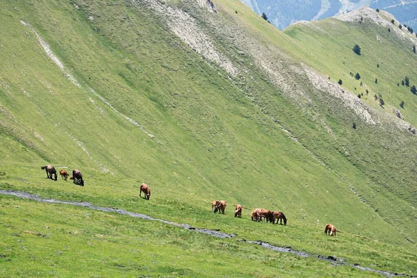 Herd Horses Grazing Green Slopes Pyrenees Mountains Summer Day — 스톡 사진