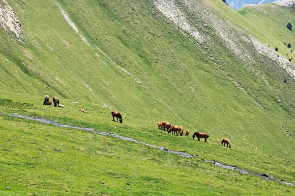 Herd Horses Grazing Green Slopes Pyrenees Mountains Summer Day — 스톡 사진