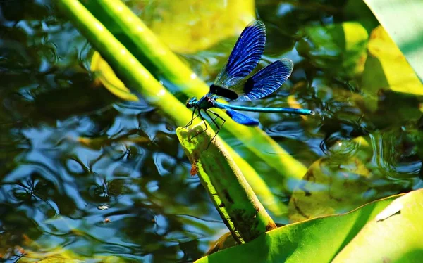 Dragonfly Beauty Glistening Scrub Reeds Pond — Stock Photo, Image