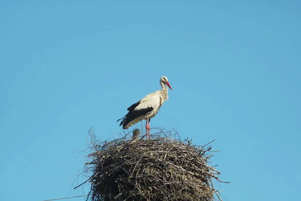 Stork Stands Nest Small Wooden Twigs Built Top Pillar — Zdjęcie stockowe