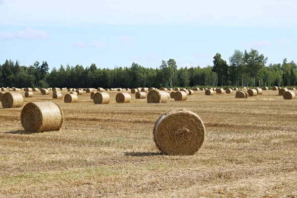 Hay Field Twisted Large Rolls Prepared Winter — Stock Photo, Image