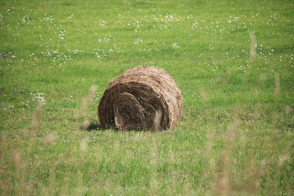 Hay Field Twisted Large Rolls Prepared Winter — Stock Photo, Image