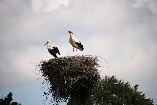 Family Storks Nest Built Dry Rods High Pole — Zdjęcie stockowe