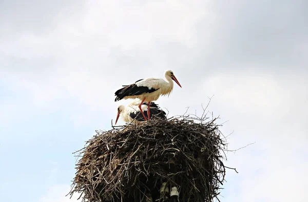 高極に乾いた棒で作られた巣の中のコウノトリの家族 — ストック写真