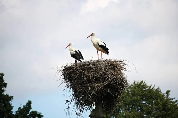 Family Storks Nest Built Dry Rods High Pole — Fotografia de Stock