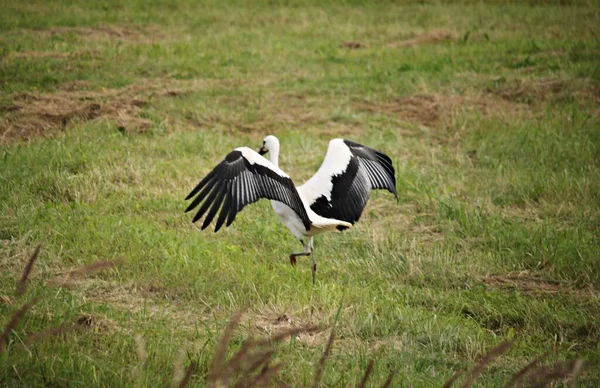 Stork Flying Field Outskirts Village Search Food — Zdjęcie stockowe