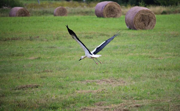 Cigüeña Volando Sobre Campo Las Afueras Aldea Busca Comida — Foto de Stock