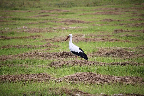 Una Cigüeña Solitaria Deambula Por Campo Pueblo Buscando Comida — Foto de Stock