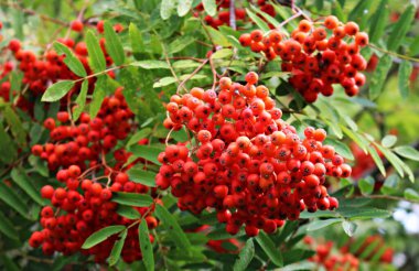 Güneşli bir yaz gününde Sorbus Aucuparia 'nın dallarında kırmızı, sulu meyveler..