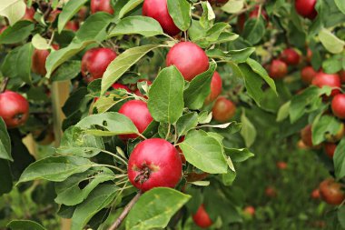Olgun yaz elmaları ev bahçesindeki alçak ağaçların dallarında.