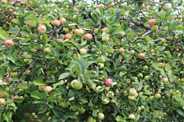 Olgun yaz elmaları ev bahçesindeki alçak ağaçların dallarında.