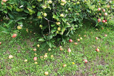 Olgun yaz elmaları ev bahçesindeki alçak ağaçların dallarında.