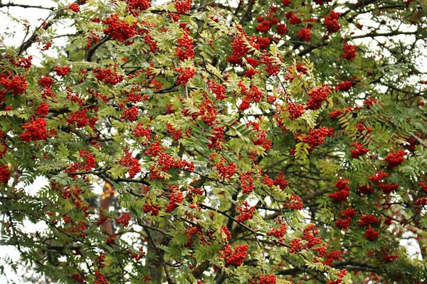 阳光明媚的夏日 索布斯金银花枝头上的红色多汁的浆果 — 图库照片