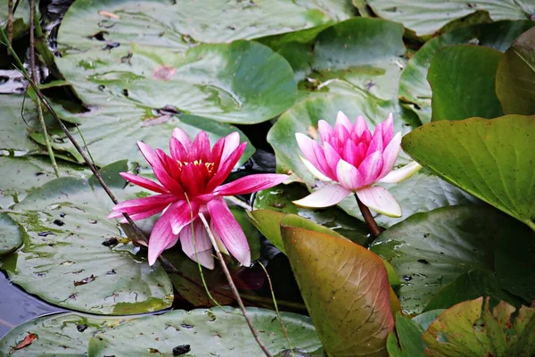 Unusual Very Beautiful Nymphaea Flowers Surface Pond — Foto de Stock