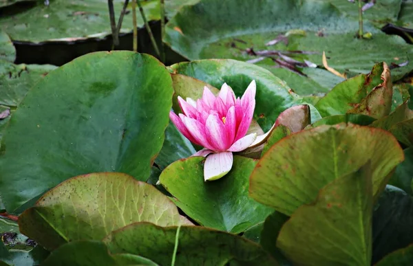 Unusual Very Beautiful Nymphaea Flowers Surface Pond — стоковое фото