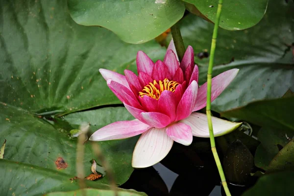 Ungewöhnliche Und Sehr Schöne Nymphaea Blüten Auf Der Teichoberfläche — Stockfoto