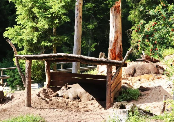 Güneşli bir günde, yaban domuzları ağaçtan bir gölgeliğin altında güneş ışınlarından saklanır..