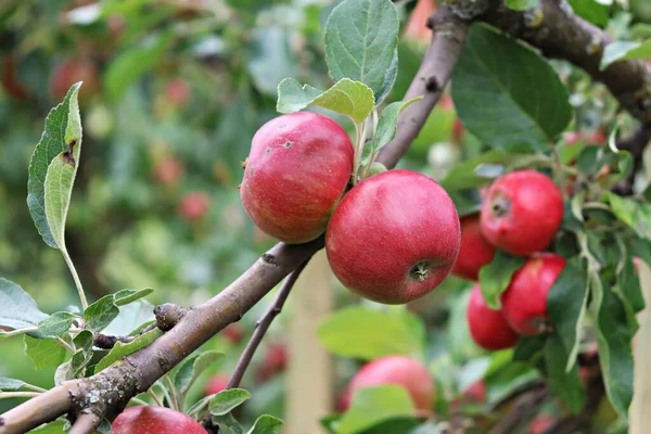 Ripe Summer Apples Branches Low Trees Home Garden — Foto Stock