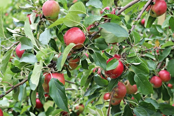Ripe Summer Apples Branches Low Trees Home Garden — Foto Stock