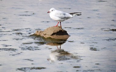 Kumlu deniz kıyısındaki martılar bulutlu bir yaz gününde.