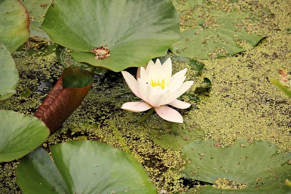 Beautiful Flowers Nymphaea Alba Surface Pond Pine Forest — 스톡 사진