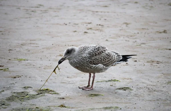 Seagulls Sandy Seashore Cloudy Summer Day — Foto de Stock
