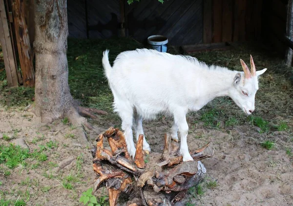 Uma Cabra Com Cabelos Brancos Está Rizoma Uma Árvore Estábulo — Fotografia de Stock