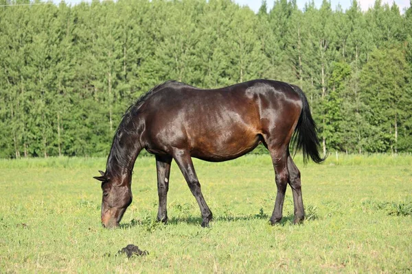 Thoroughbred Horses Graze Green Meadow Outskirts Village — Fotografia de Stock