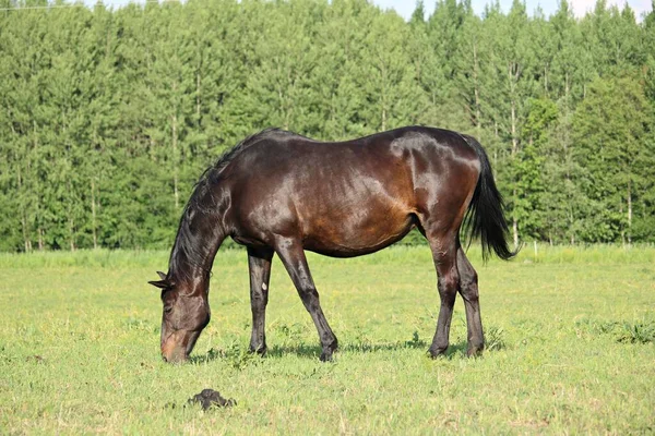 Caballos Pura Raza Pastan Prado Verde Las Afueras Del Pueblo — Foto de Stock