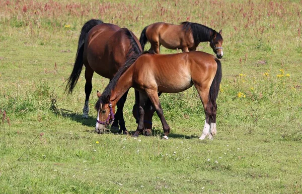 Thoroughbred Horses Graze Green Meadow Outskirts Village — Stock fotografie