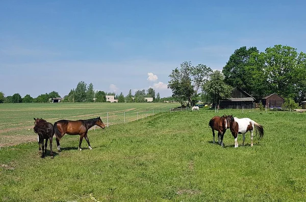 Horses Walk Graze Green Meadow Outskirts Village — Photo