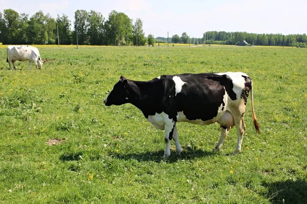 Koeien Van Verschillende Rassen Grazen Een Groen Veld Een Zomerse — Stockfoto
