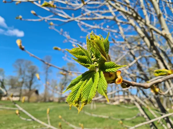 Birth New Buds Chestnut Trees Beginning Warm Spring Days — стоковое фото