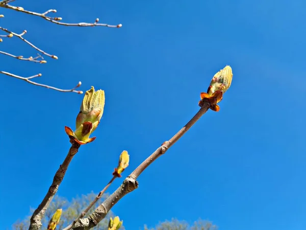 栗子树上新芽的诞生伴随着温暖的春日的开始 — 图库照片