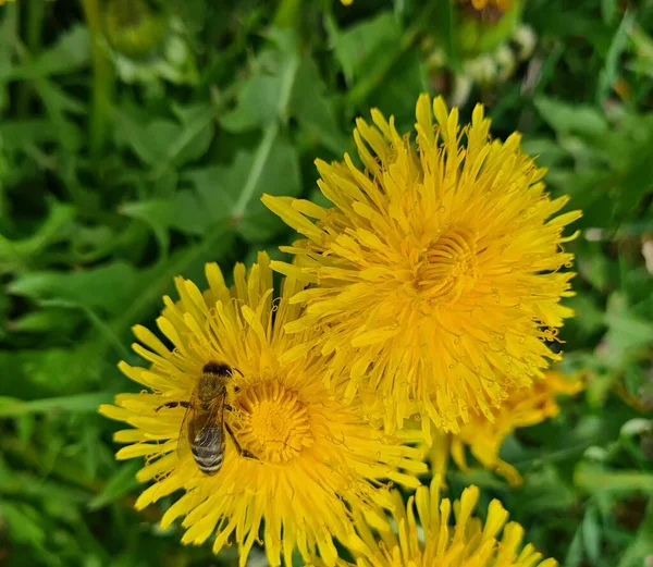Lone Wasp Crawls Bright Yellow Dandelion Flowers Sunny Spring Day — 图库照片