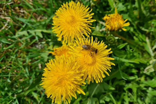 Lone Wasp Crawls Bright Yellow Dandelion Flowers Sunny Spring Day — 图库照片