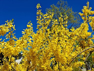 Olağanüstü sarı çiçekleri olan altın çanak insanları bahar günlerinde mutlu eder..