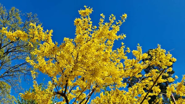 Форсайт Необыкновенно Желтыми Красивыми Цветами Радует Людей Теплые Весенние Дни — стоковое фото
