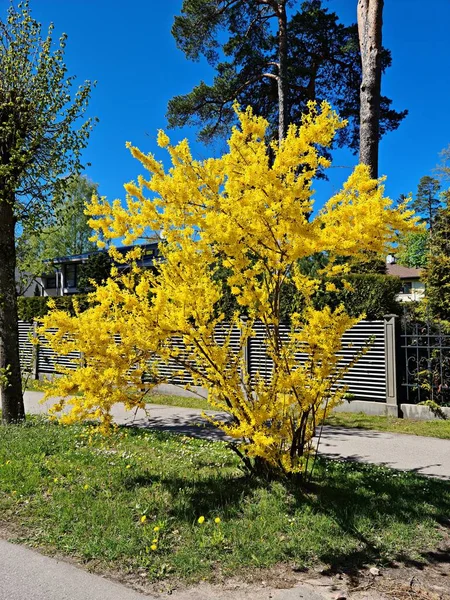 Forsythia Extraordinary Yellow Beautiful Flowers Pleases People Warm Spring Days — Stockfoto