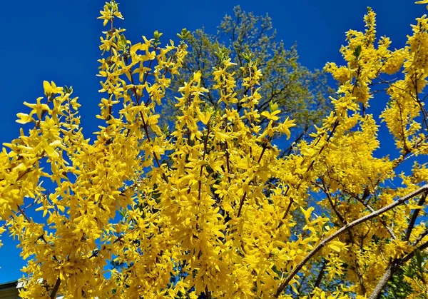 Форсайт Необыкновенно Желтыми Красивыми Цветами Радует Людей Теплые Весенние Дни — стоковое фото