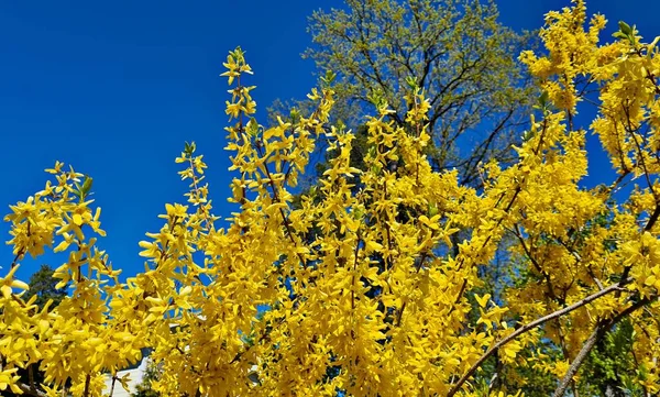 Forsythia Extraordinary Yellow Beautiful Flowers Pleases People Warm Spring Days — Photo