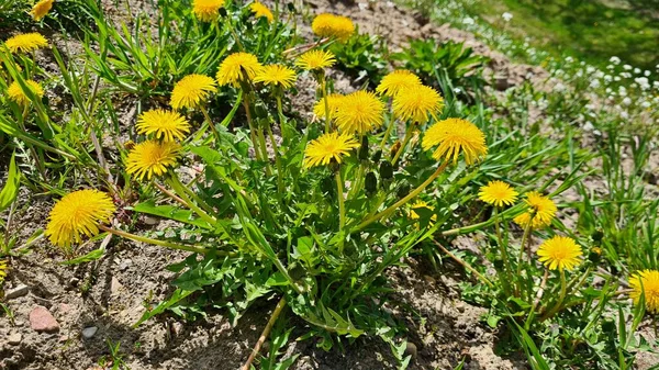 Mit Dem Aufkommen Warmer Frühlingstage Erscheinen Viele Schöne Gelbe Löwenzahne — Stockfoto