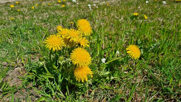 随着温暖的春天的到来 田野和草地上出现了许多美丽的黄色蒲公英 — 图库照片