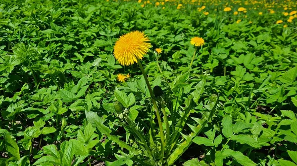 Advent Warm Spring Days Many Beautiful Yellow Dandelions Appear Fields — Zdjęcie stockowe