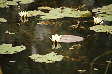 Küçük bir gölün pürüzsüz yüzeyinde nemfoman ve yüzen yapraklar..