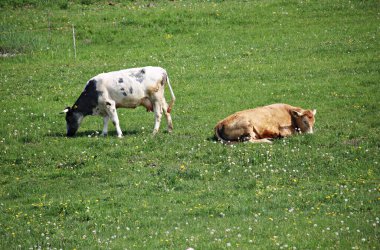 Farklı renkte inekler güneşli bir günde yeşil bir çayırda otlar.