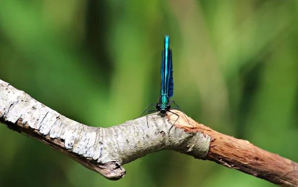 Стрекоза Необычайно Красивого Цвета Зарослях Тростника Озере Лесу — стоковое фото