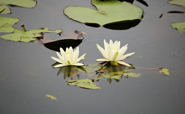 Nymphaea Floating Leaves Smooth Surface Small Lake — Stock Photo, Image